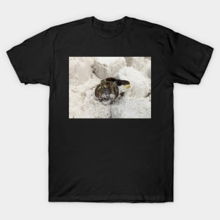 Hermit Crab in Sand T-Shirt